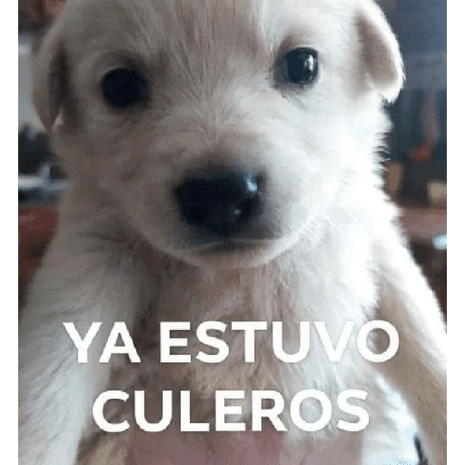 Waos - Perro con cejas🐶 3