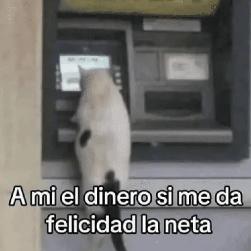 Gatos con frasecitas💬🩷 8