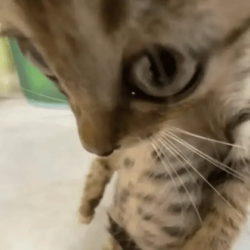 😸 Te lo digo con un gato 😸 6