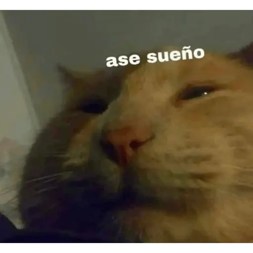 Memes gatitos #3 🐱✨🌷 24