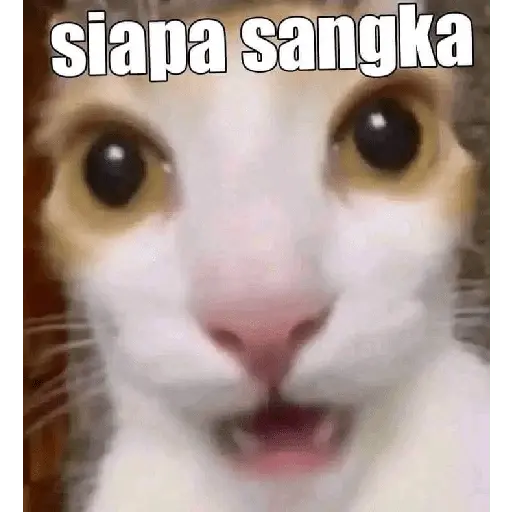 meme kucing 20