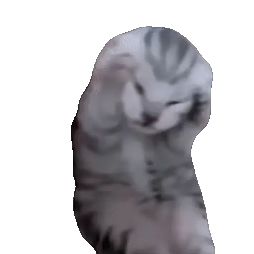 Animales Tiktok Viral 🐱🐈🐈⬛ 5