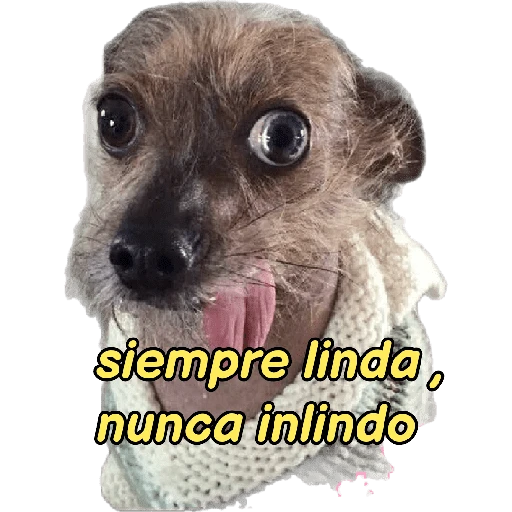 perritos memes 🐕 24