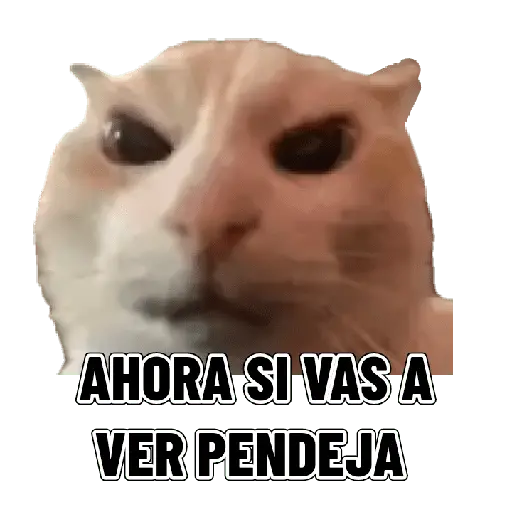 Memes clásicos gatito 😺🔥 16