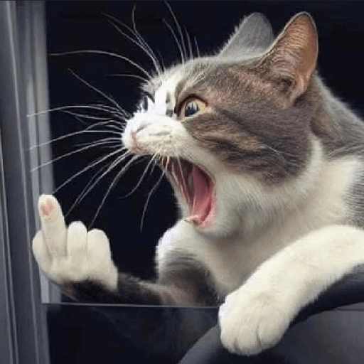 kucing marah 9