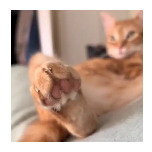 Horny Cats 🐱❤️ 13
