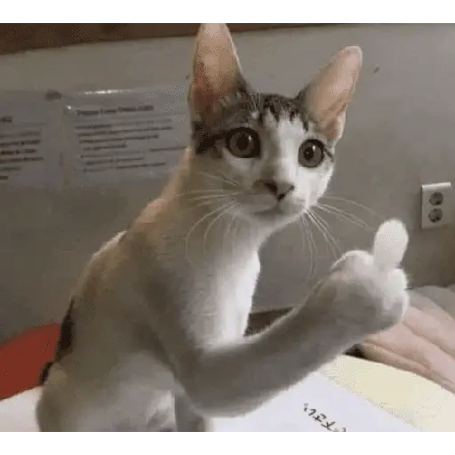 meme kucing 15