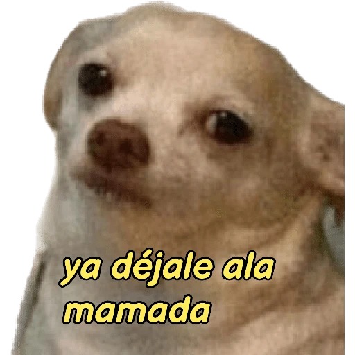 perritos memes 🐕 23