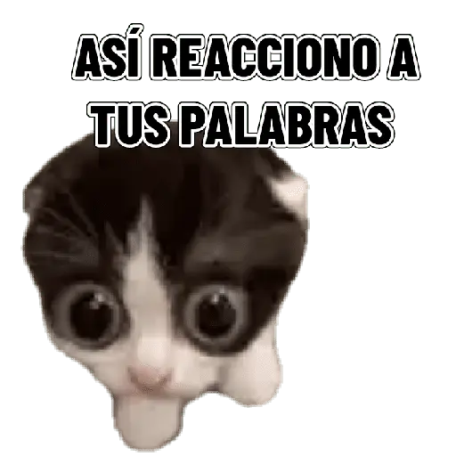 Memes clásicos gatito 😺🔥 15