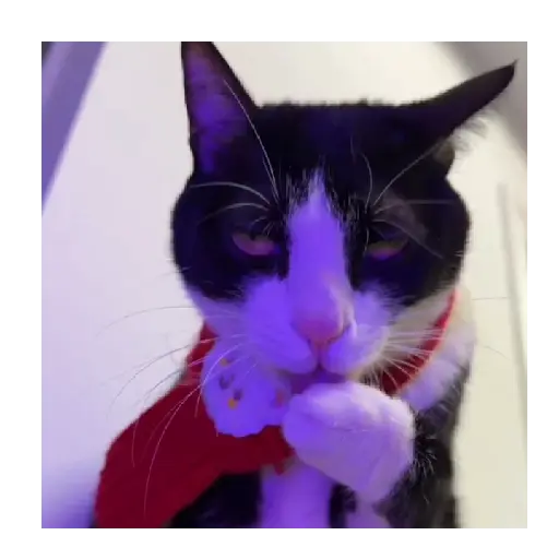 Horny Cats 🐱❤️ 5