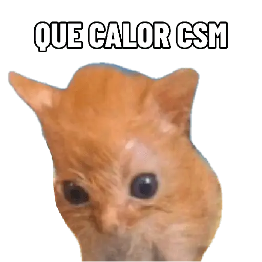Michis con calor 🥵🥵 17