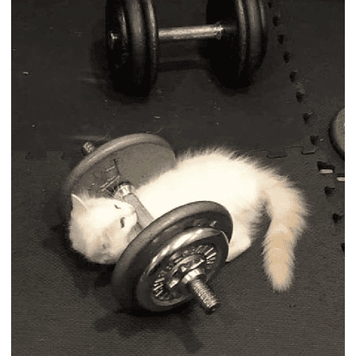 Gym 💪 12