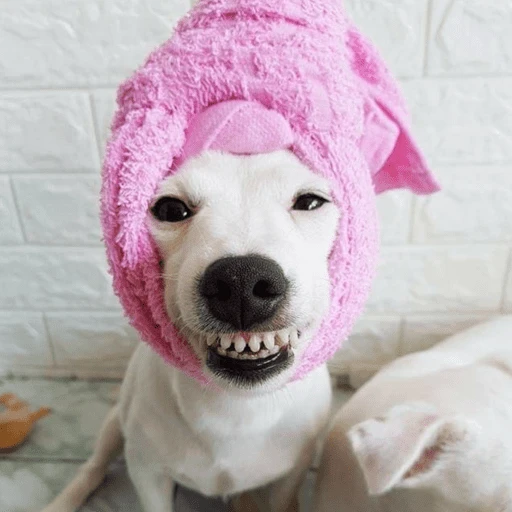 🐶 PERRO SONRIENTE MOODS 🐾 2
