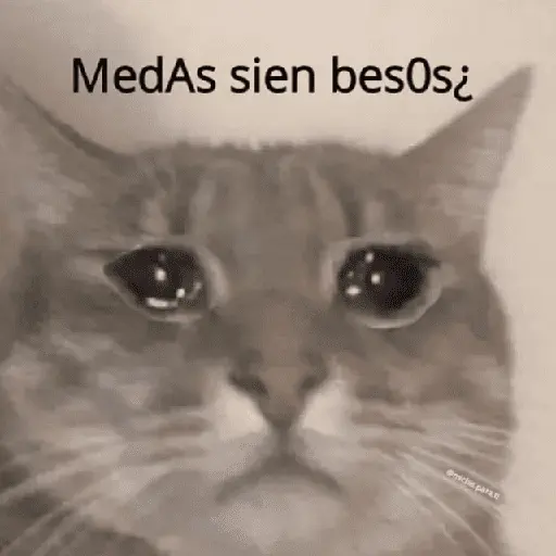 Gatos con frasecitas💬🩷 11