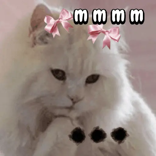 Gatos memes random🐈⬛🐱 7
