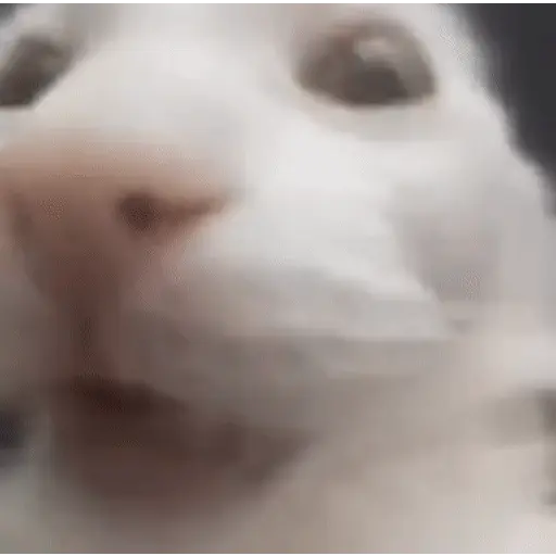 🩷Gatitos Animados 🐱🥛 4