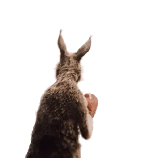 Team Canguro Viral TikTok 🦘📸 14