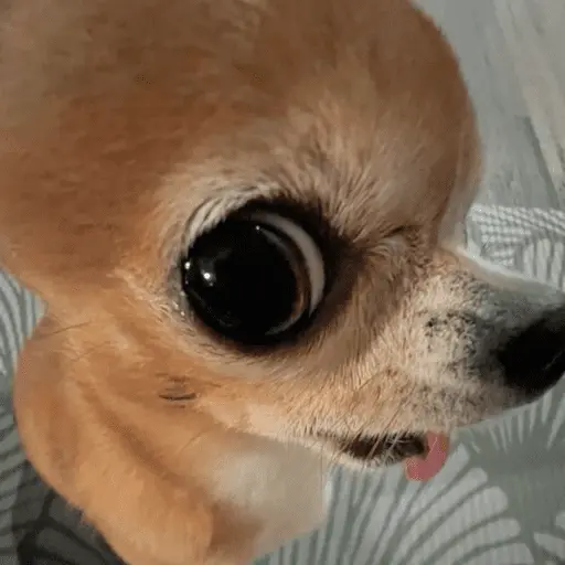 🐶 CHIHUAHUAAA 🎶 13