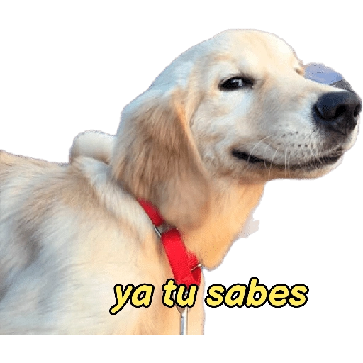 perritos memes 🐕 5