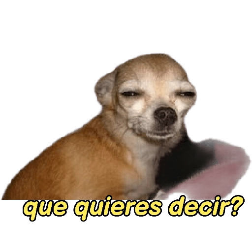 perritos memes 🐕 22