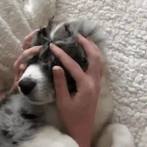 Perros Reacciones🐕🦴 10