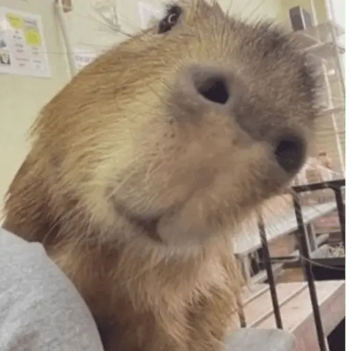 😍 CAPYBARAS 😍 9