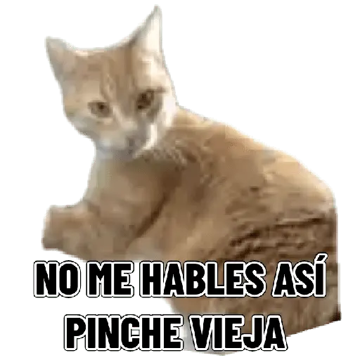 Memes clásicos gatito 😺🔥 8