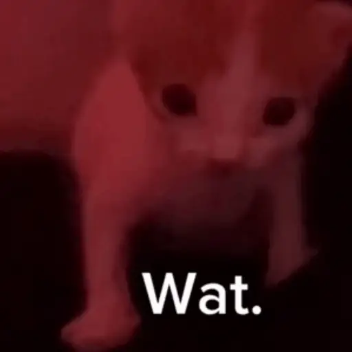 😻 GATITUSSSS 😻 13