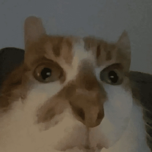 MICHIS 🥰🐱 5