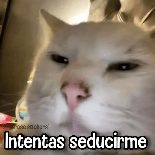 Memes con Frases #2🧠 8