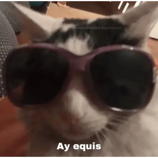 Memes gatitos #3 🐱✨🌷 28
