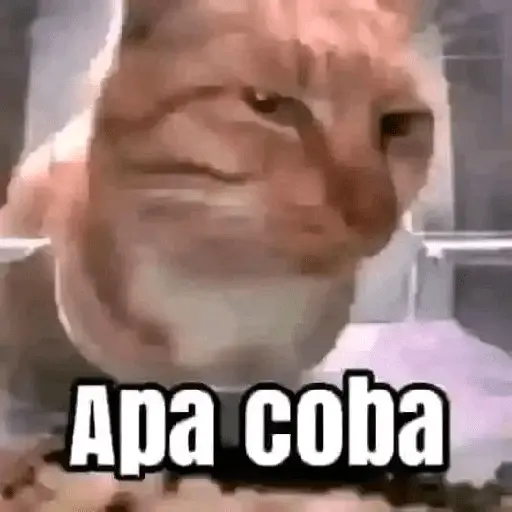 meme kucing 16