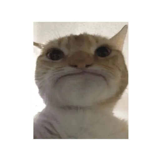 meme kucing 18