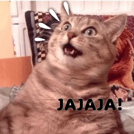 Gatos memes random🐈⬛🐱 12