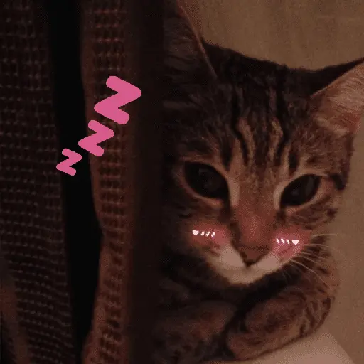 Gatos memes random🐈⬛🐱 15