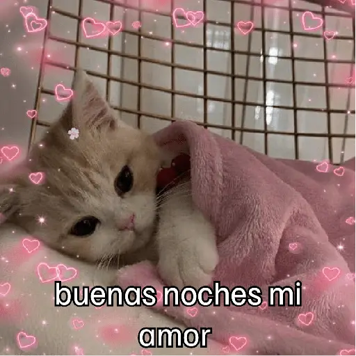 buenas noches mi amor