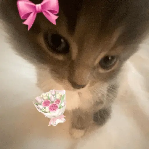 figurinhas de amor ❤️🤣 3