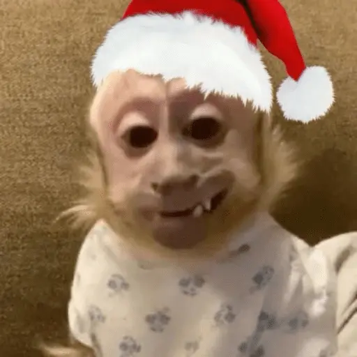 Monos navideños😜😙 5