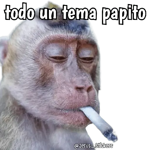 Monos y frases 💬🙊 15