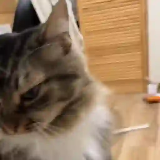 Virales de tiktok 📲 4