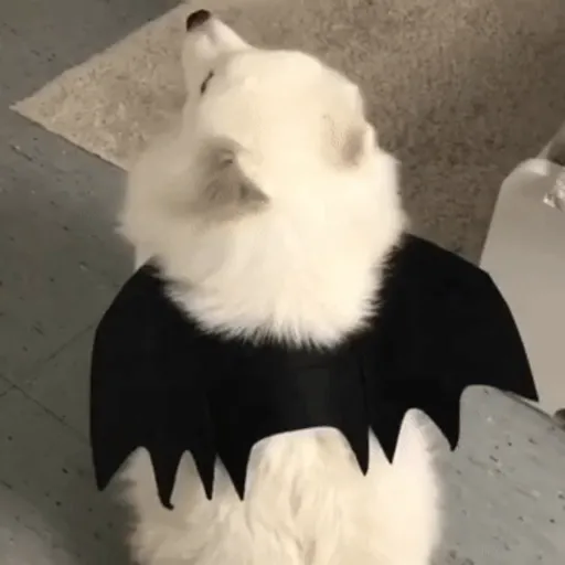 Perritos para el chat🐶 10