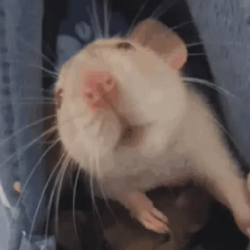 🐀 RATITAS PAL CHAT 🐀 7