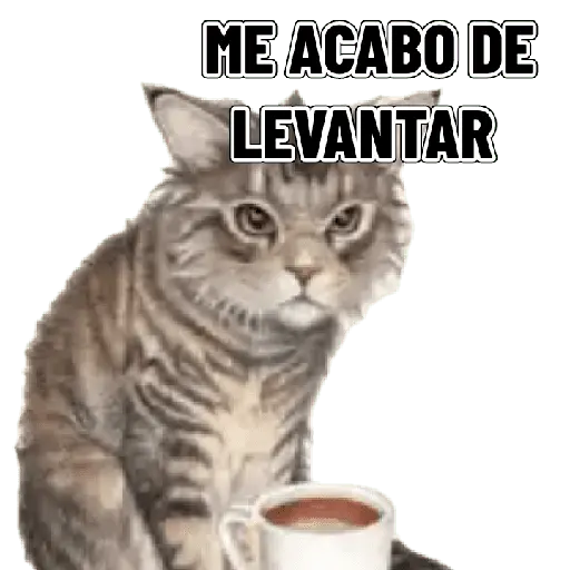 Memes clásicos gatito 😺🔥 9