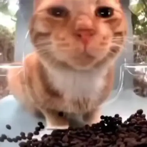 Gatito de Tiktok 2