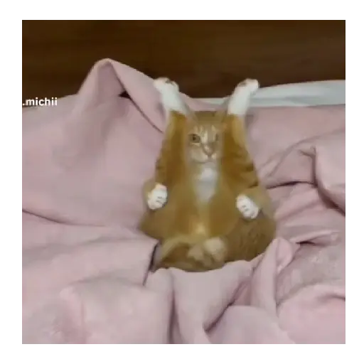 Horny Cats 🐱❤️