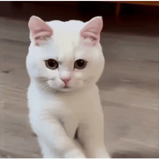GATOS animados 🐈🐈⬛🐾 1
