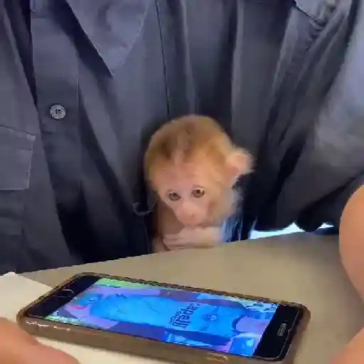 monkeys 🐒💗✨ 2