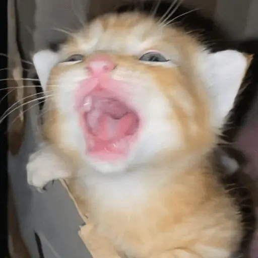 😸 Te lo digo con un gato 😸 5