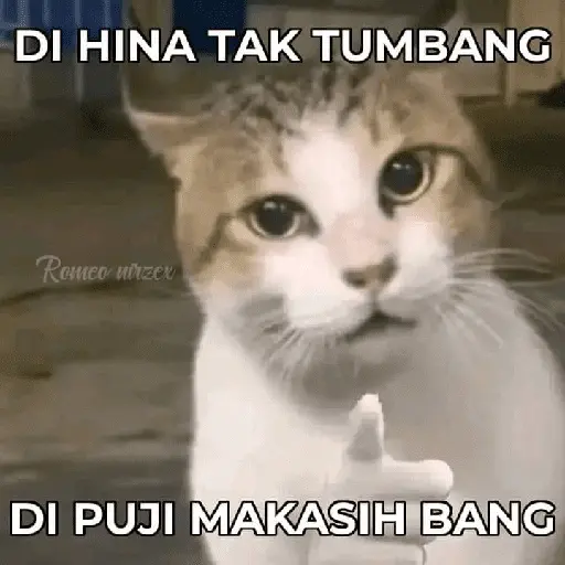 meme kucing 26