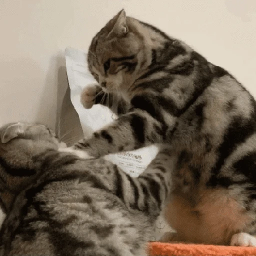 Gatos Random!! #2 17